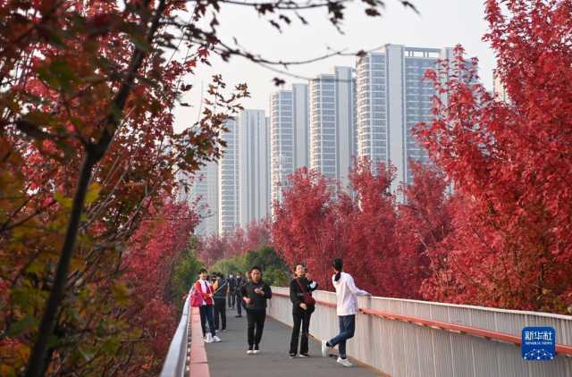 古城西安秋色浓 古城西安秋色浓