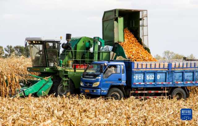 新华全媒+丨内蒙古通辽玉米迎丰收 新华全媒+丨内蒙古通辽玉米迎丰收