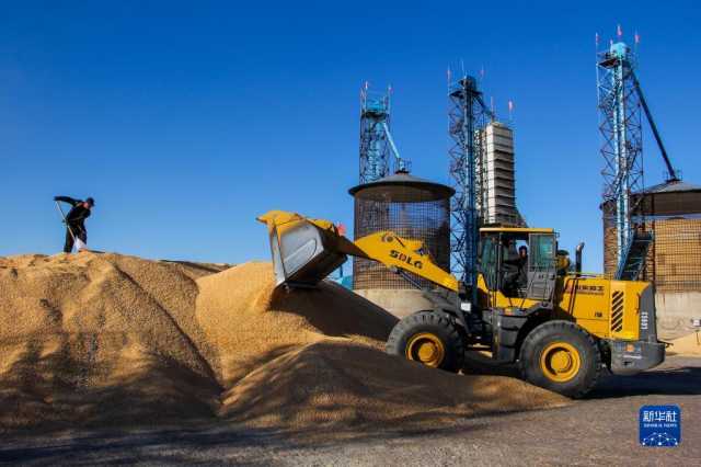 新华全媒+丨内蒙古通辽玉米迎丰收 新华全媒+丨内蒙古通辽玉米迎丰收