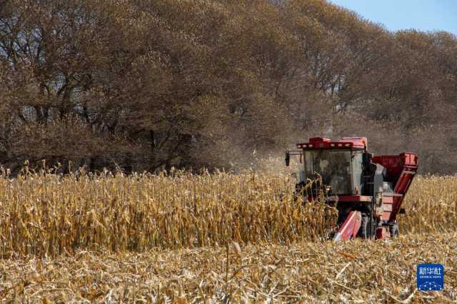 新华全媒+丨内蒙古通辽玉米迎丰收 新华全媒+丨内蒙古通辽玉米迎丰收