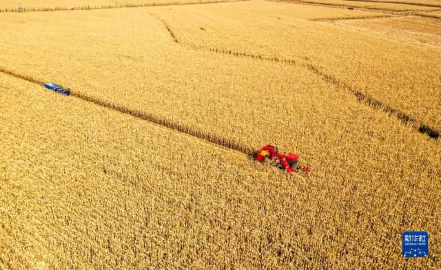 新华全媒+丨内蒙古通辽玉米迎丰收 新华全媒+丨内蒙古通辽玉米迎丰收