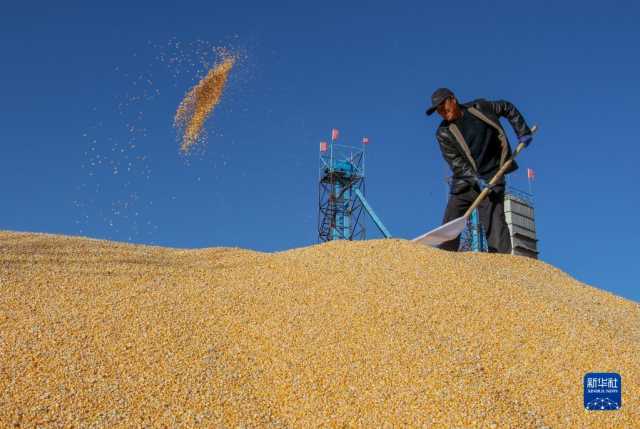 新华全媒+丨内蒙古通辽玉米迎丰收 新华全媒+丨内蒙古通辽玉米迎丰收
