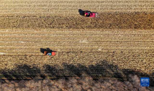 新华全媒+丨内蒙古通辽玉米迎丰收 新华全媒+丨内蒙古通辽玉米迎丰收