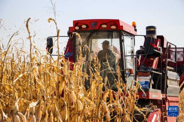 新华全媒+丨内蒙古通辽玉米迎丰收 新华全媒+丨内蒙古通辽玉米迎丰收