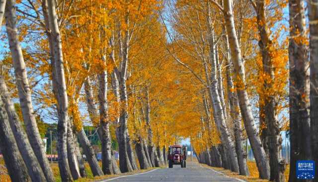 新华全媒+丨辽宁秋粮收获进展顺利 新华全媒+丨辽宁秋粮收获进展顺利