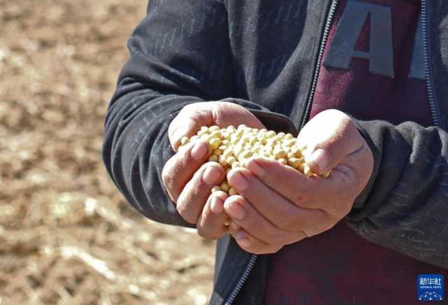 新华全媒+丨辽宁秋粮收获进展顺利 新华全媒+丨辽宁秋粮收获进展顺利