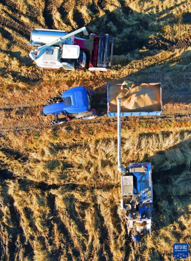 新华全媒+丨辽宁秋粮收获进展顺利 新华全媒+丨辽宁秋粮收获进展顺利