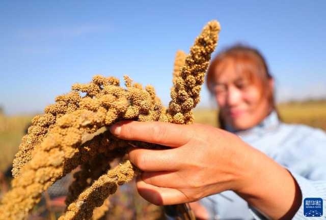 新华全媒+丨辽宁秋粮收获进展顺利 新华全媒+丨辽宁秋粮收获进展顺利