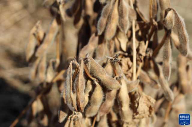 新华全媒+丨辽宁秋粮收获进展顺利 新华全媒+丨辽宁秋粮收获进展顺利