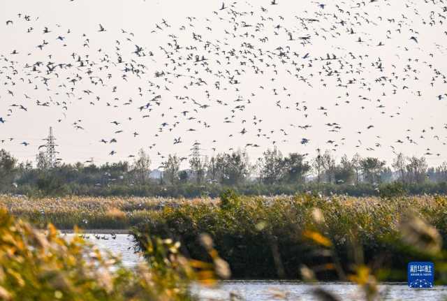 越冬候鸟绘就湿地秋韵