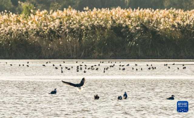 越冬候鸟绘就湿地秋韵