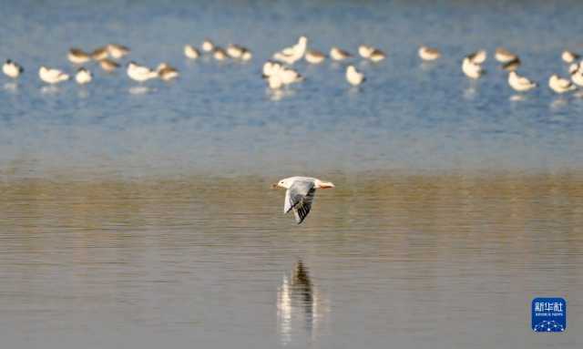 越冬候鸟绘就湿地秋韵