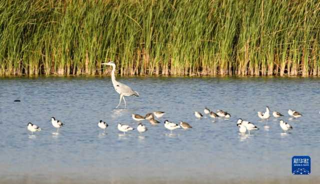 越冬候鸟绘就湿地秋韵