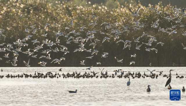 越冬候鸟绘就湿地秋韵
