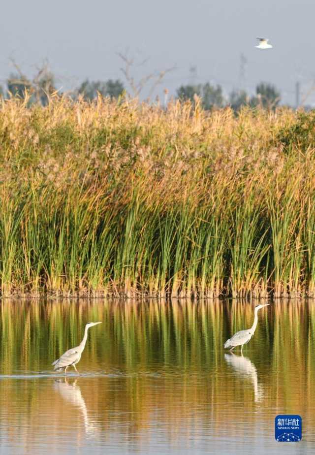 越冬候鸟绘就湿地秋韵