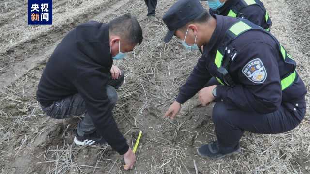 黑龙江密山又现野生东北虎足迹