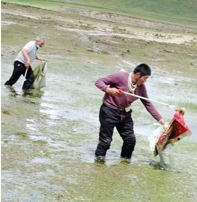 青海蒙旗牧民扎西当智和他的“副业”：15年，只此青绿