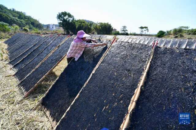 新华全媒+丨福建海上紫菜秋收忙
