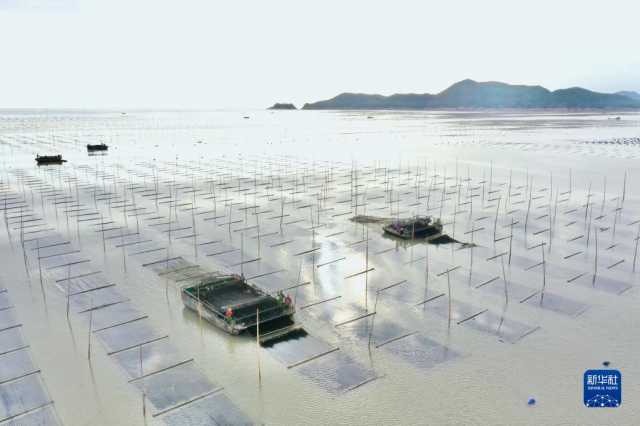 新华全媒+丨福建海上紫菜秋收忙