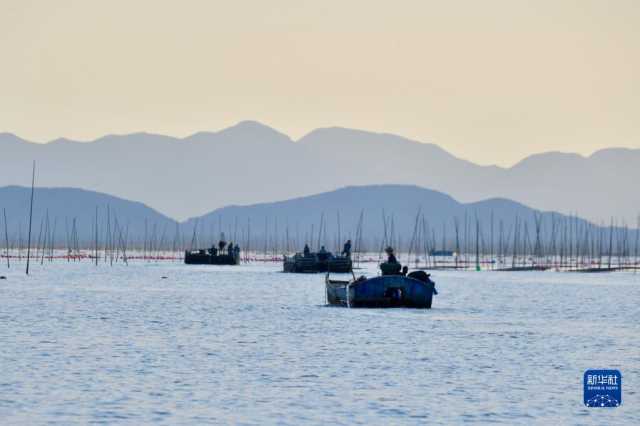 新华全媒+丨福建海上紫菜秋收忙