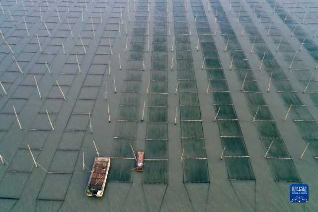 新华全媒+丨福建海上紫菜秋收忙