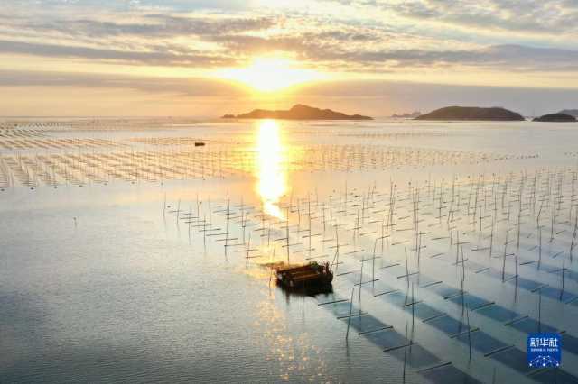 新华全媒+丨福建海上紫菜秋收忙