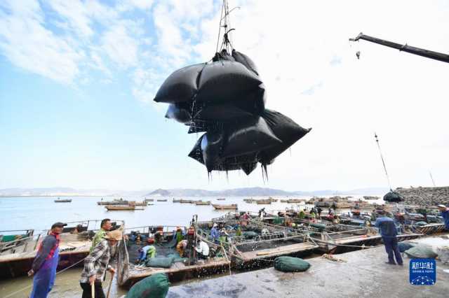 新华全媒+丨福建海上紫菜秋收忙