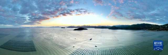 新华全媒+丨福建海上紫菜秋收忙