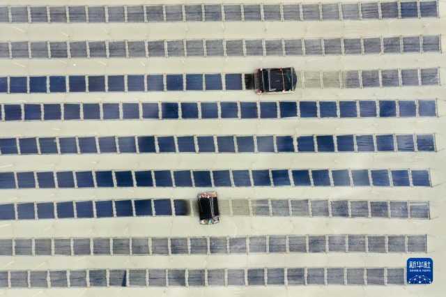 新华全媒+丨福建海上紫菜秋收忙