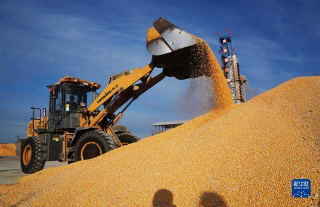 新华全媒+丨“北大仓”洋溢丰收色彩