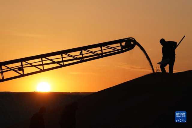 新华全媒+丨“北大仓”洋溢丰收色彩