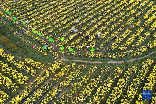 贵州贵定:千亩菊花迎丰收 贵州贵定:千亩菊花迎丰收