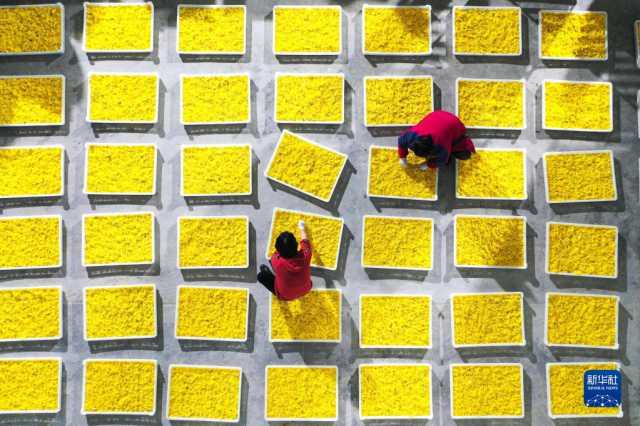 贵州贵定:千亩菊花迎丰收 贵州贵定:千亩菊花迎丰收