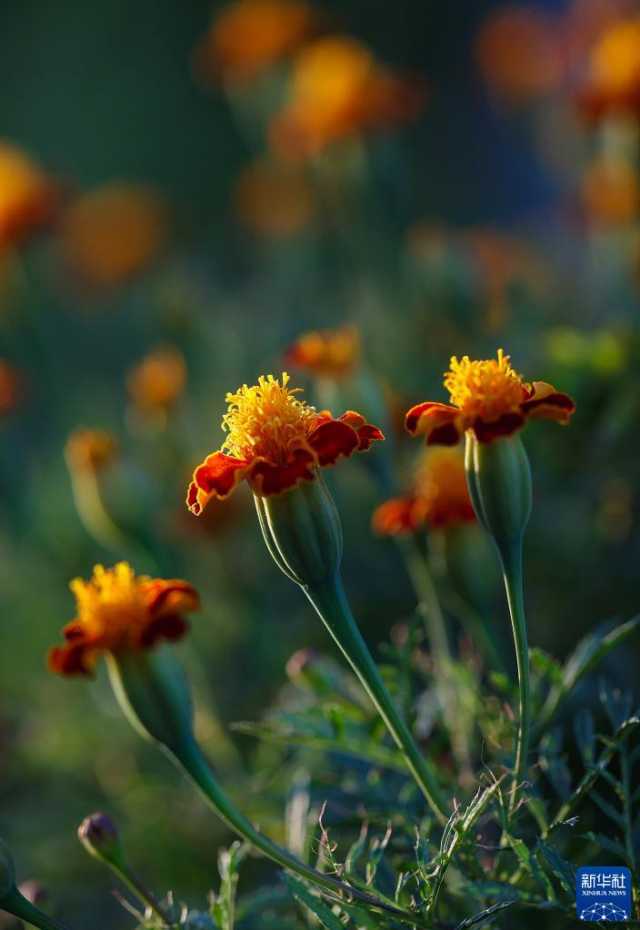 微视界——霜降