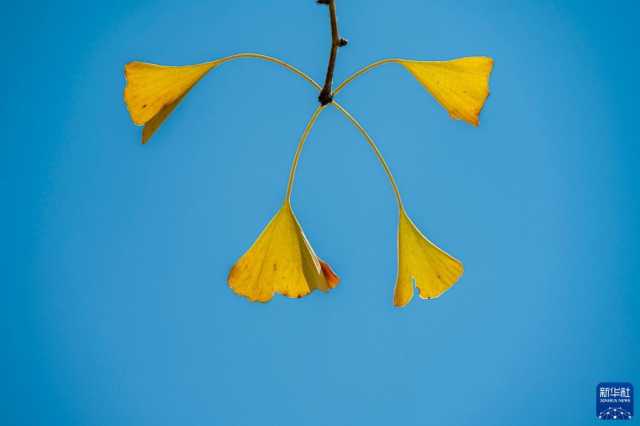 微视界——霜降