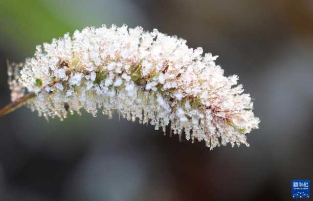 微视界——霜降