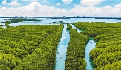 千里红树林 沿海筑“绿堤”