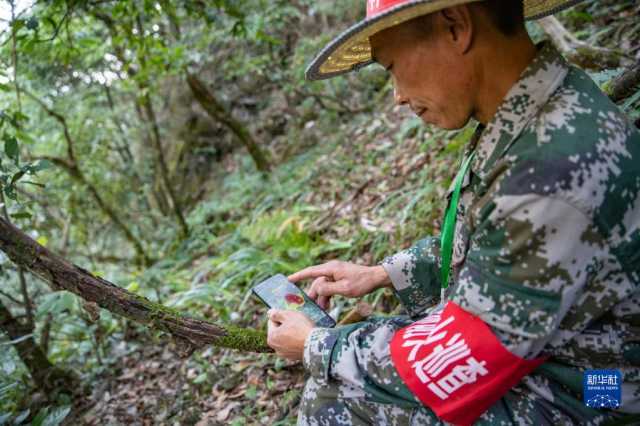 “守山人”张廷刚：以林为伴见证金佛山蝶变