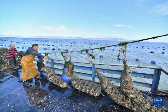 福建霞浦生蚝采收忙 福建霞浦生蚝采收忙