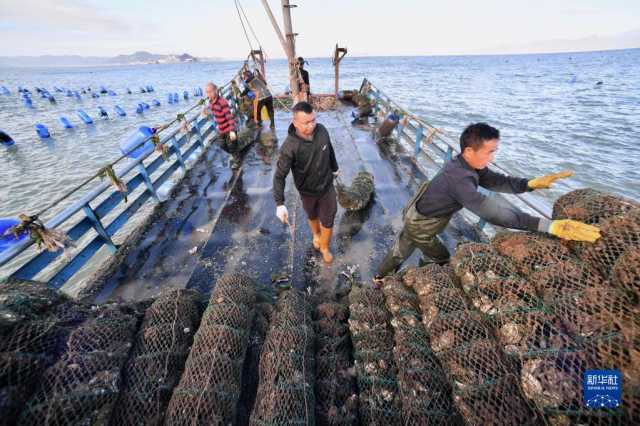 福建霞浦生蚝采收忙 福建霞浦生蚝采收忙