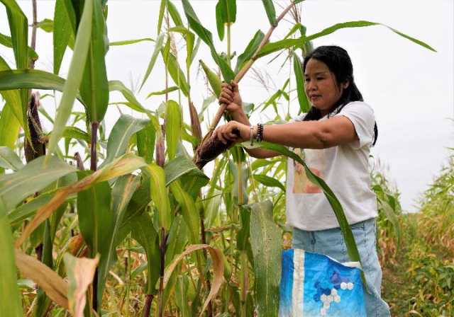 抢抓秋冬种 助农增产增收——广西部分地区秋收见闻