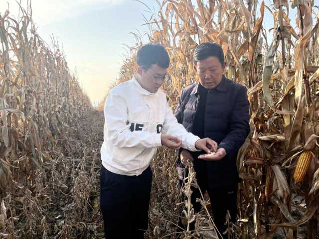 新华全媒+｜山西大豆玉米带状复合种植收获一线扫描