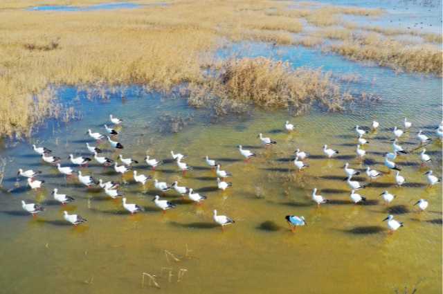 山东扎实推进黄河重大国家战略,打造绿色示范先行样本 山东扎实推进黄河重大国家战略,打造绿色示范先行样本