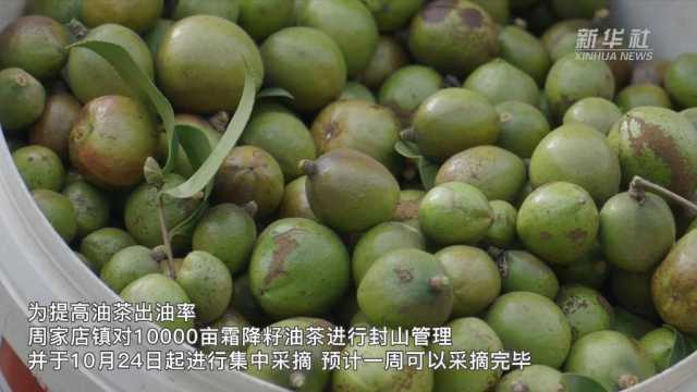 新华全媒+|湖南鼎城:万亩油茶迎采摘 新华全媒+|湖南鼎城:万亩油茶迎采摘