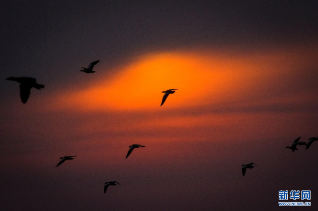 【“飞阅”中国】候鸟“歇脚”塞外草原