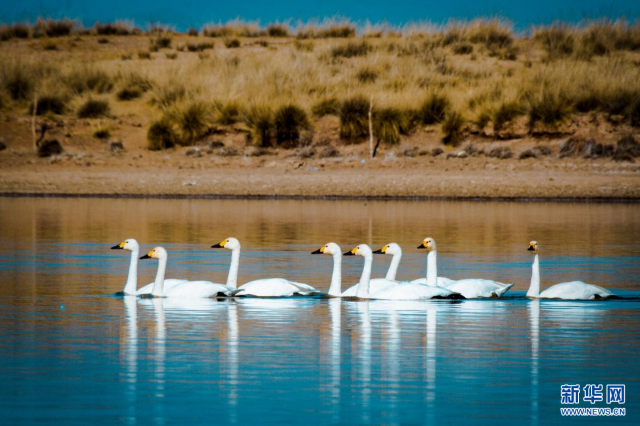 【“飞阅”中国】候鸟“歇脚”塞外草原