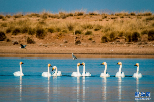 【“飞阅”中国】候鸟“歇脚”塞外草原