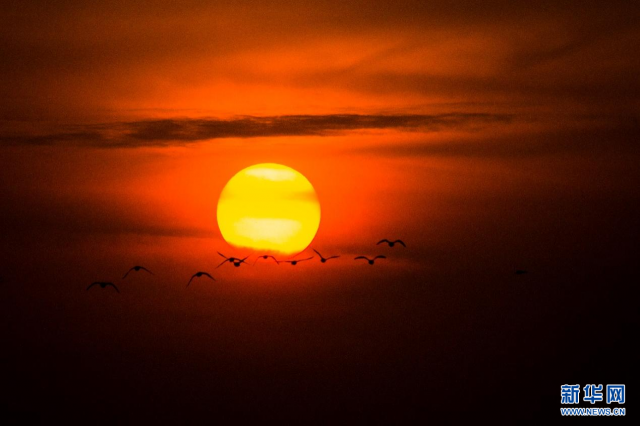 【“飞阅”中国】候鸟“歇脚”塞外草原