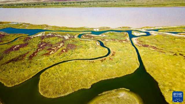 (新华全媒+ )湿地之美丨山东黄河三角洲湿地