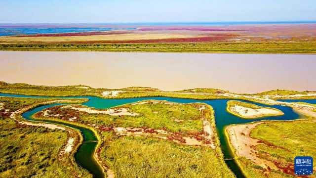 (新华全媒+ )湿地之美丨山东黄河三角洲湿地